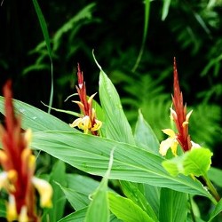 Cautleya spicata Robusta gember2 250px copyright www.PerkGroen